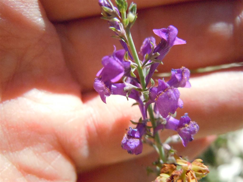 Colle Rotondo(AQ) : Linaria purpurea